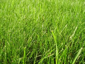 Our Denver Landscaping team uses buffalo grass whenever possible