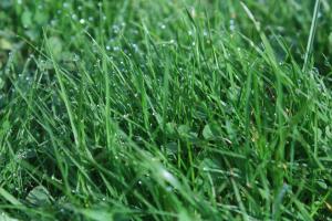 Our Denver CO Sprinkler Repair team uses native Buffalo grass