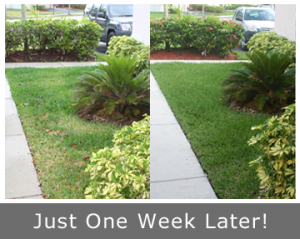 Our Denver CO sprinkler repair team restores lawn health